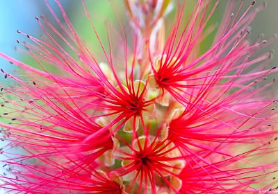 Macro
